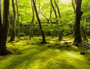 嵯峨野散策