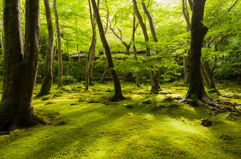 嵯峨野散策