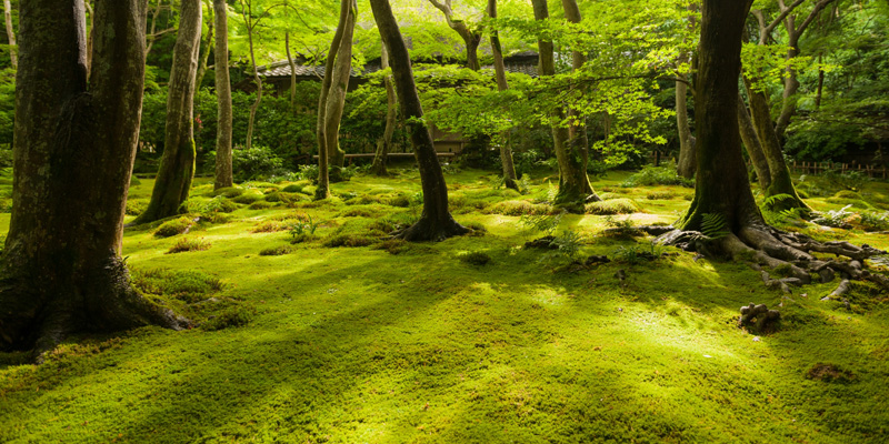 嵯峨野散策